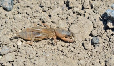 ​蝼蛄，别名土狗子，常在晚间出动开掘土，能长距离飞行