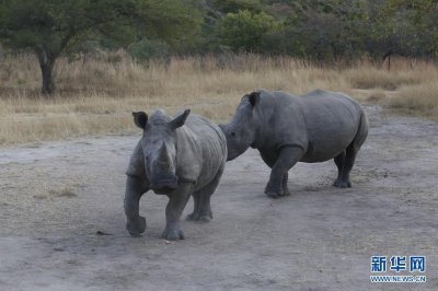 ​魅力非洲 多姿动物