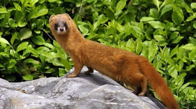 ​为何老人常说黄鼠狼不能杀？科学研究表明，原来是真的不能杀