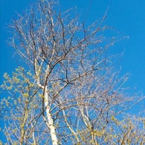 ​多元化歌单推荐