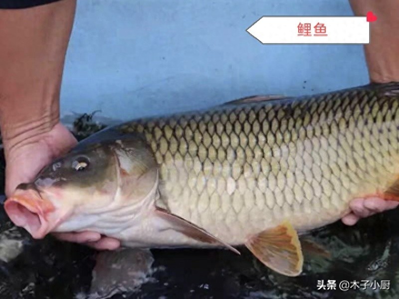 盘点常用来制作酸菜鱼的7种鱼，图2性价比最高，图8口感最差