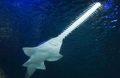 ​海洋中的“电锯狂魔”，头顶2米长锯撕碎猎物，锯鳐它有天敌吗？