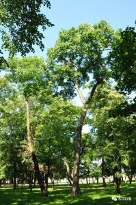 ​火绳树、千层皮、万岁树、菩提树，竟然都是椴树