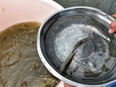 ​餐桌上来了新“野味”！长江野生刀鱼在汉驯化量产