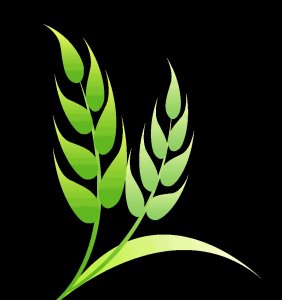 ​再添新鸟种！金腰燕族群落户明溪