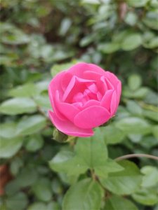 ​读书笔记4：《儒林外史》第四回张敬斋打秋风又出馊主意