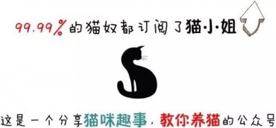 ​「猫咪知识」猫瘟会传染给人吗？