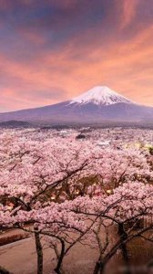 ​标题：揭秘我国十大禁菜，你绝对想象不到的美食禁忌！...