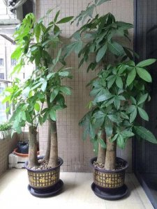 ​这八种富贵花，你家种了几种？