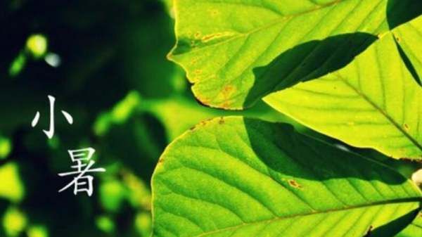 小暑是什么季节,二十四节气里面的处暑是什么意思图3