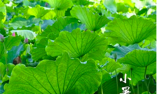 小暑时间是什么代表什么