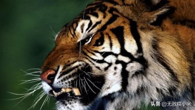 ​为什么人们宁愿选择印支虎与华南虎杂交，也不选择东北虎？