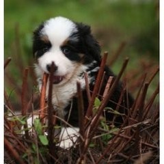 中国山犬，国产版高加索