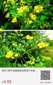 ​奇花异草～蛇灭门