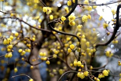 ​「闭园通知」鄢陵花博园将于2019年1月2日暂停免费对外开放