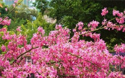 ​这就是传说中的“美人树”？确实很美……