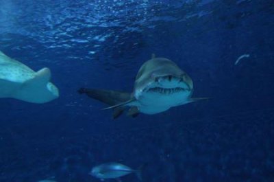 ​去土耳其旅游需要什么条件，如何去土耳其旅游