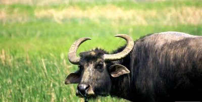 ​最新通报：大牯牛山火烧山事件