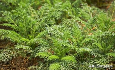 ​农村野草“麦蒿”，以前用来喂猪，现在一斤25，3种常见吃法