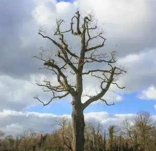 ​余秀华诗歌《最后的苹果》鉴赏：她撕碎衣衫，把双手绑住，打死结