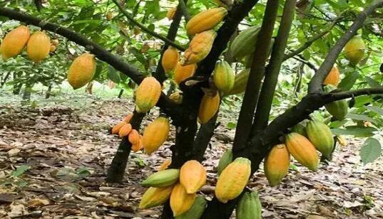 加纳是哪个国家 (加纳是什么国家)-图7 加纳是哪个国家 (加纳是什么国家)-图7