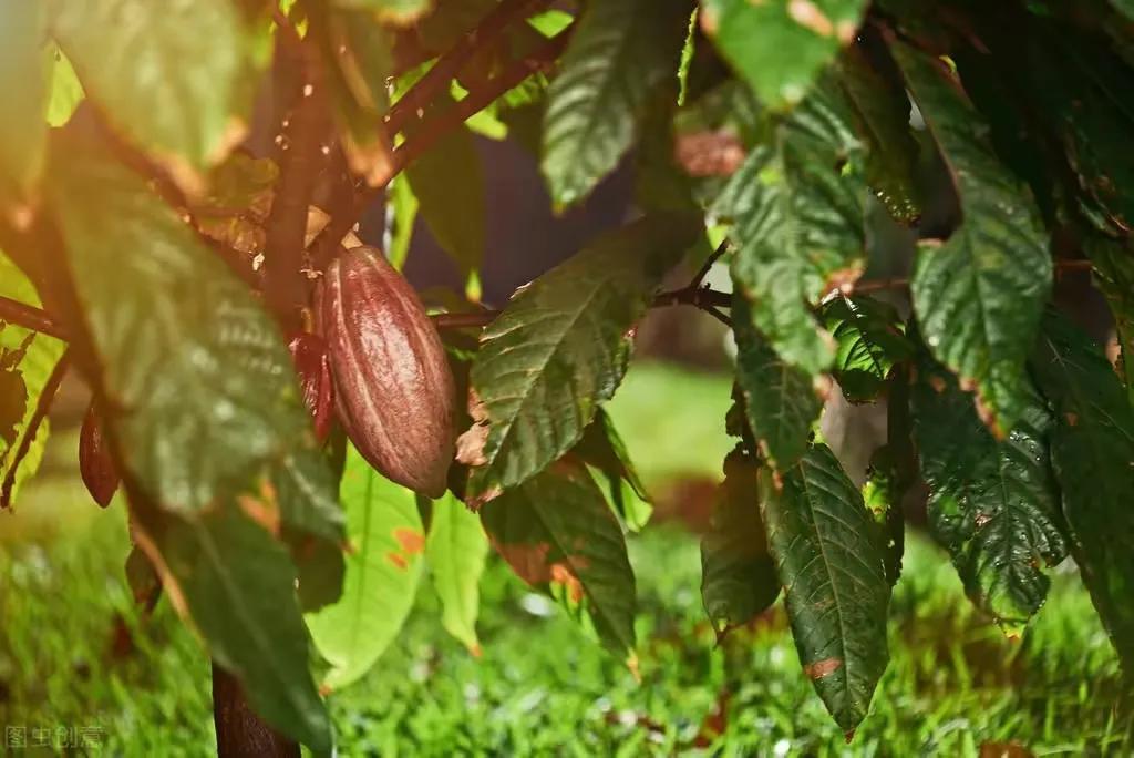 加纳是哪个国家 (加纳是什么国家)-图13 加纳是哪个国家 (加纳是什么国家)-图13