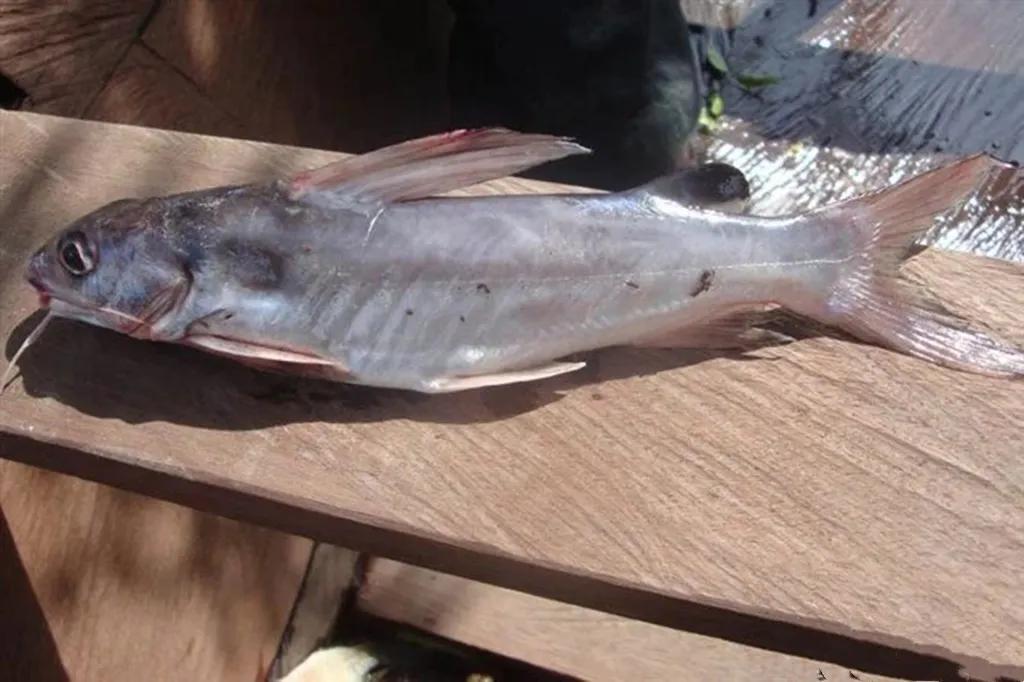 加纳是哪个国家 (加纳是什么国家)-图16 加纳是哪个国家 (加纳是什么国家)-图16