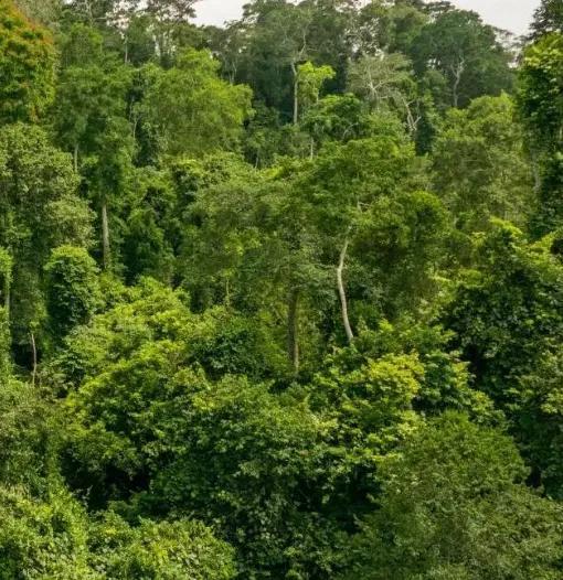 加纳是哪个国家 (加纳是什么国家)-图6 加纳是哪个国家 (加纳是什么国家)-图6