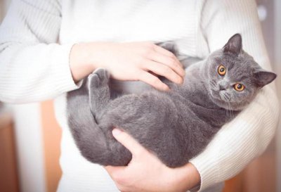 ​为什么不建议养英短蓝白（不要养英短猫的原因有什么）