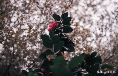 ​“离婚5年再遇前夫，他开着豪车拒绝和我复婚。”47岁女人的悔悟