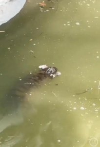 ​“ 1 月 9 日就已溺水”！上海动物园回应