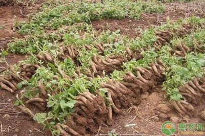 ​葛根人工种植有哪些技巧？