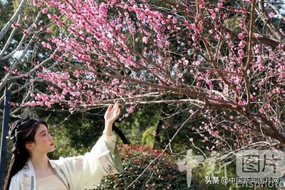 ​2022年苏州上方山百花节即将开幕