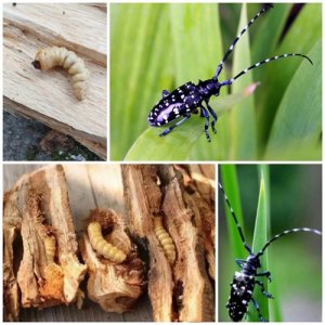 ​天牛幼虫，含有丰富蛋白质，维生素，矿物质…