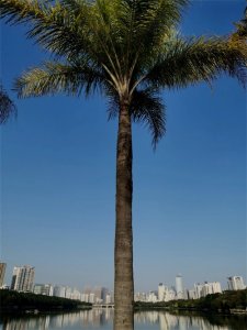 ​寻秋南宁南湖公园，却流连在“春天”的画中游