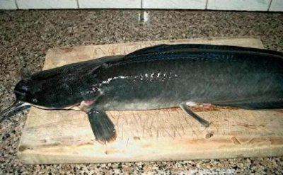 ​如何区分埃及塘鲺与本地塘鲺