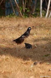 ​五龙潭拍鸟——灰椋鸟
