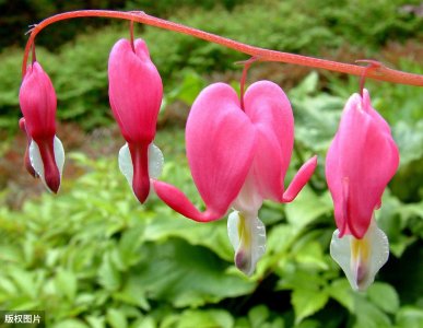 ​100种常见花卉图谱，收藏起来慢慢看，从此识花不求人