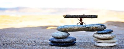 ​蚂蚁是昆虫吗?为什么 蚂蚁是否属于昆虫