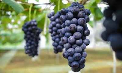 ​河南葡萄主栽品种介绍及栽培注意事项——夏黑