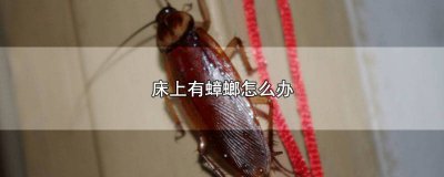 ​卧室床上有蟑螂怎么办 房间床上有蟑螂怎么办