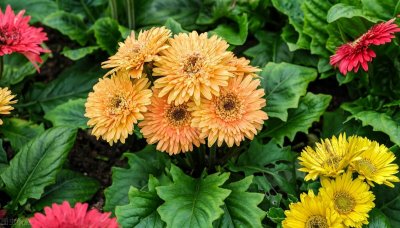 ​痔疮方-乙字汤