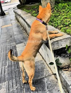 ​中华田园犬被禁养的真正原因是什么？
