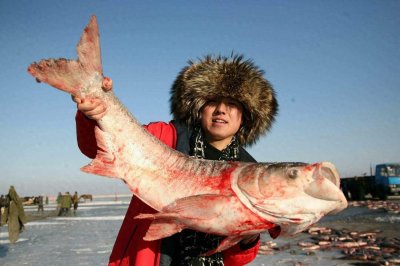 ​查干湖的鱼，年年捕捞却遭质疑，真相到底如何？