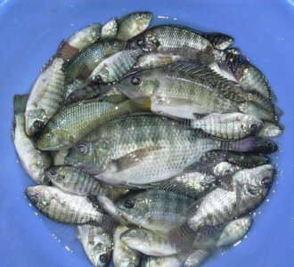 ​黑坑钓鱼没有神奇的饵料，只有牛逼的钓位，8个黑坑钓鱼的秘密