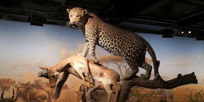 ​武汉自然博物馆来了，专家称它有两大“秘籍”