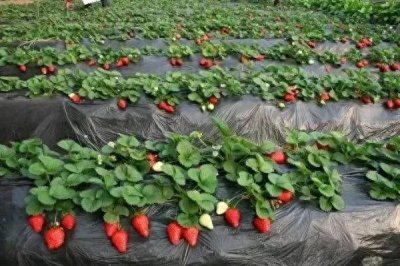 ​草莓采摘“建筑师”夫妻一次趣味与智慧的碰撞