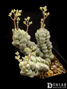 ​最爱青锁龙属，只因它是景天科多肉植物里的一支独秀