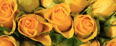 ​黄玫瑰代表什么意思 粉玫瑰代表什么意思