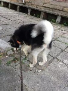 ​花了500块钱买来一只阿拉斯加，没想到都养这么大了